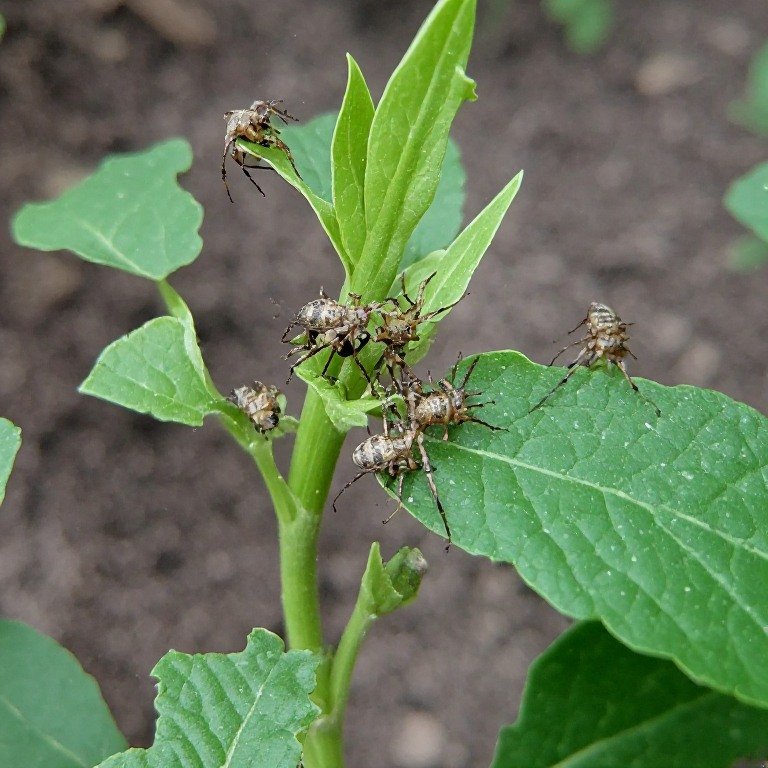 Pest Management in Hydroponics: Organic Solutions for Aphids, Spider Mites & More